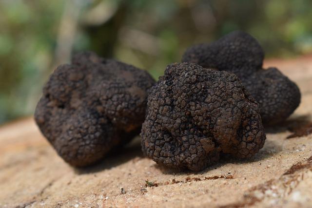 Trufas Negras